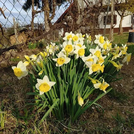 Semesterbostad Pocitniska Hisa Prlecka *