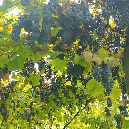 Pocitniska Hisa Prlecka * Miklavz pri Ormozu