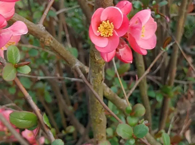 Pocitniska Hisa Prlecka