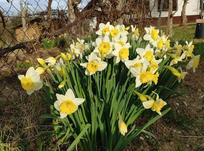 בית נופש Pocitniska Hisa Prlecka *